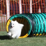 agility 1
