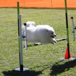 agility 2
