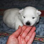 baby 18days old head shot