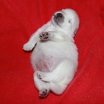 baby 9 days old 4