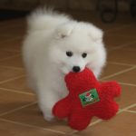 Caring for your japanese spitz da vinci 2