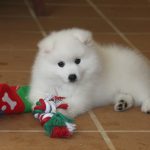 Caring for your japanese spitz da vinci 3