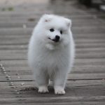 Caring for your japanese spitz da vinci 5