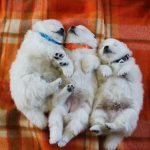 Caring for your japanese spitz img 1817
