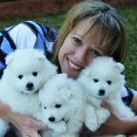 Caring for your japanese spitz img 1818