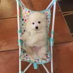 puppy in pram