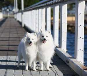azlan and portia on jetty