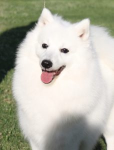 ice head shot 2