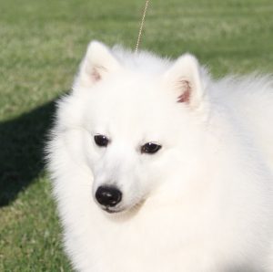 ice head shot 3