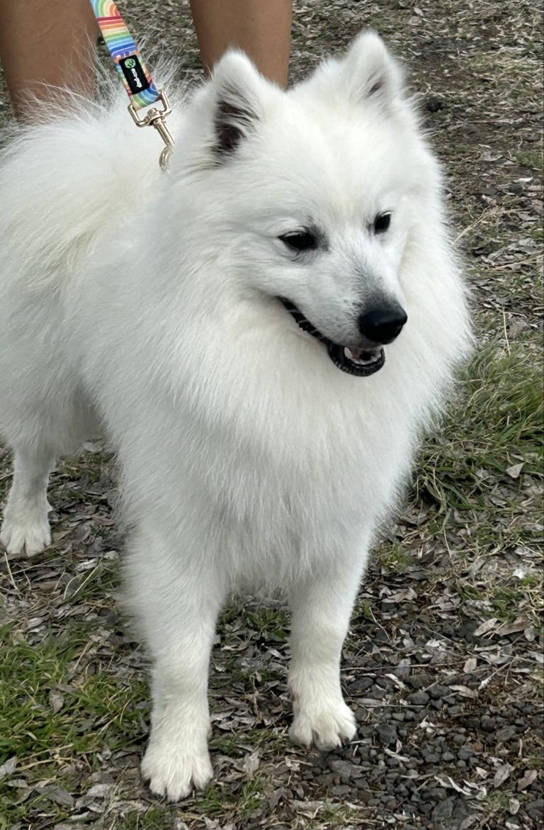 lumi 1