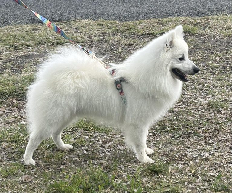 lumi 2