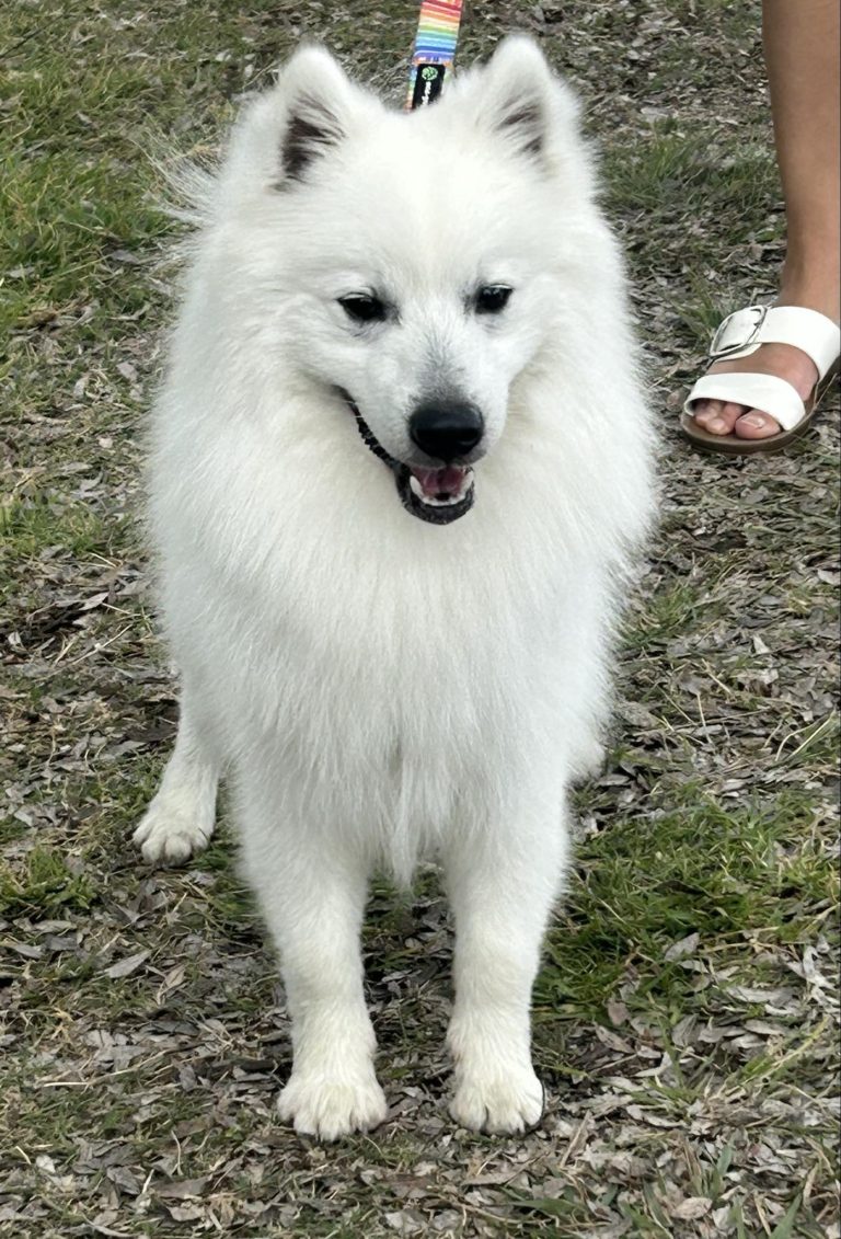 lumi 3