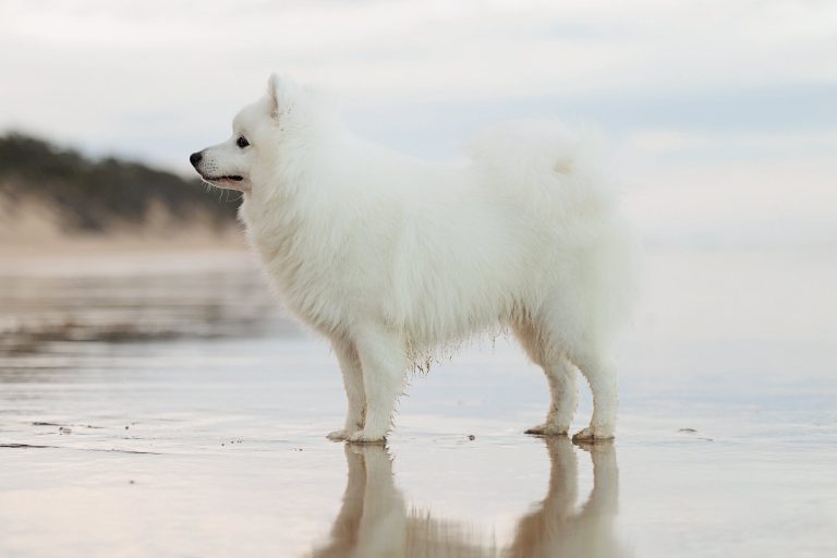 snowy 5