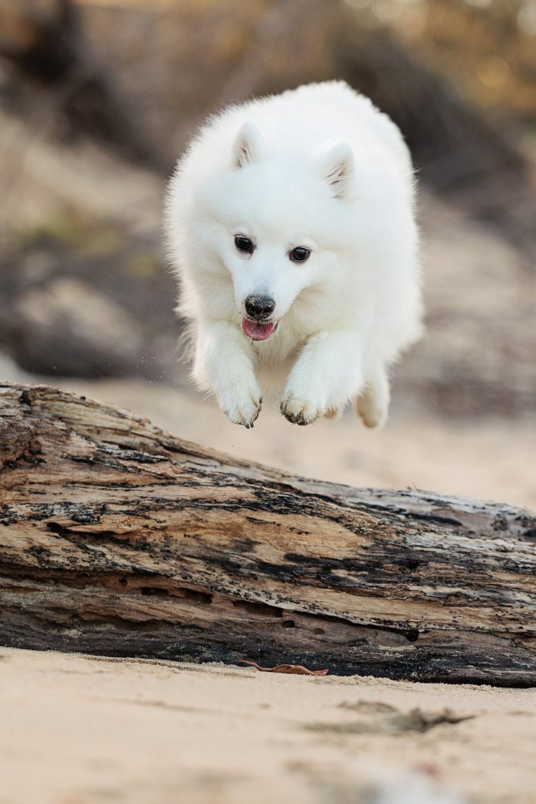 snowy jumping