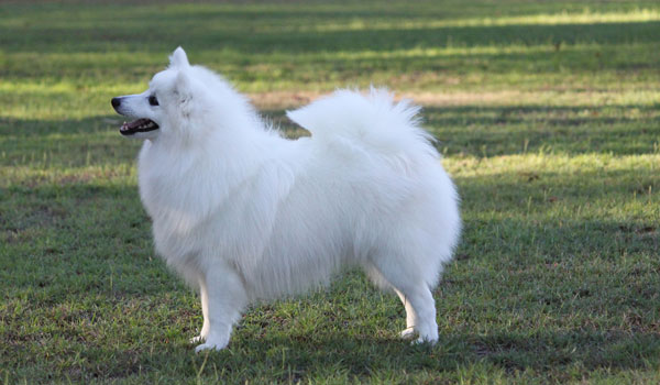 Our Japanese Spitz Dogs - Shanspitz Japanese Spitz